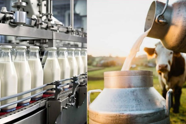 Dairy
